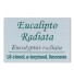 Aceite Esencial Eucalipto Radiata 10 ml Marnys